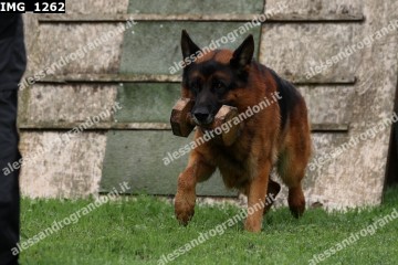 IMG_1262.jpg