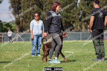 IMG_2950.jpg