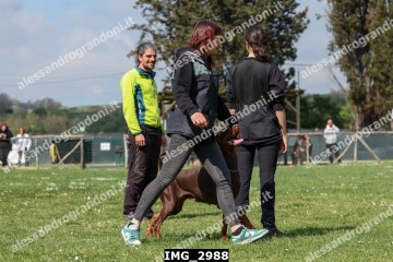 IMG_2988.jpg