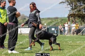 IMG_3779.jpg