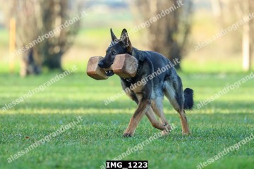 IMG_1223.jpg