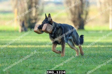 IMG_1224.jpg