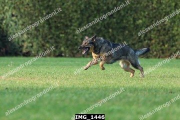 IMG_1446.jpg