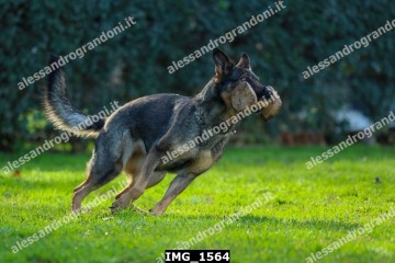 IMG_1564.jpg