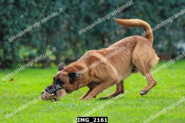 IMG_2161.jpg