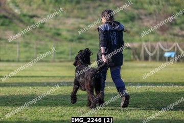IMG_2246 (2).jpg