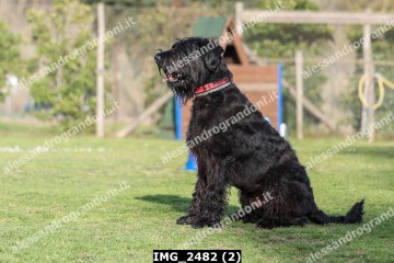 IMG_2482 (2).jpg