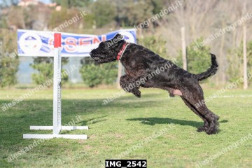 IMG_2542.jpg