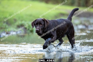 IMG_4363.jpg