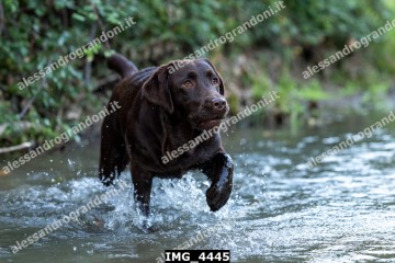 IMG_4445.jpg