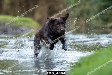 IMG_4504.jpg