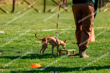 IMG_0017.jpg