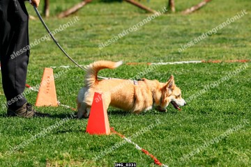 IMG_0331.jpg