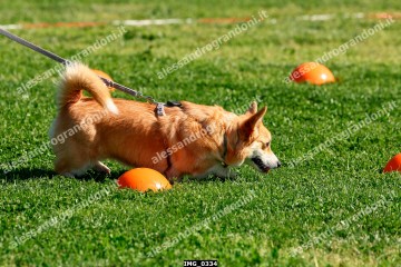 IMG_0334.jpg