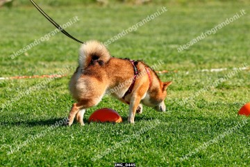 IMG_0445.jpg