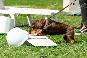 IMG_0893.jpg