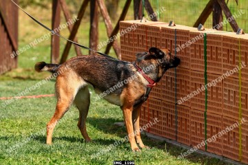 IMG_1199.jpg
