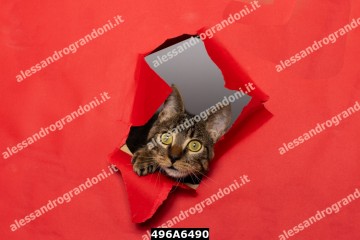 496A6490.jpg