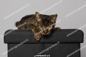 496A6515.jpg