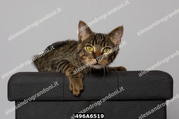 496A6519.jpg