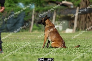 IMG_1550.jpg