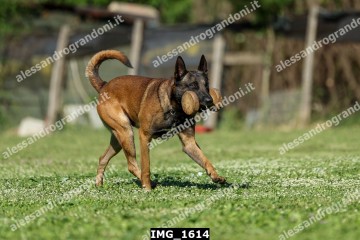 IMG_1614.jpg