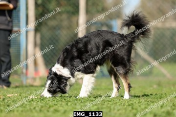 IMG_1133.jpg