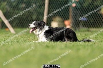 IMG_1176.jpg