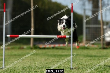 IMG_1231.jpg