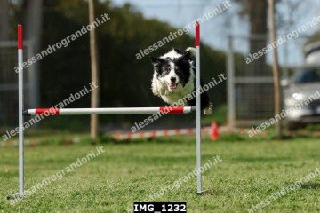 IMG_1232.jpg