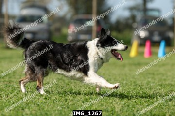 IMG_1267.jpg