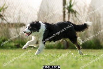 IMG_1319.jpg