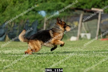 IMG_1154.jpg