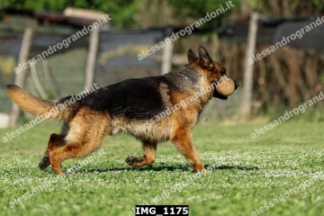IMG_1175.jpg