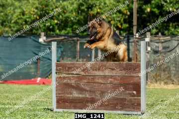 IMG_1241.jpg