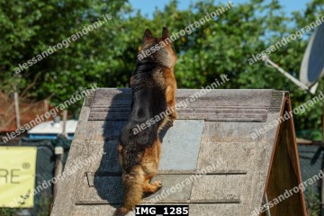 IMG_1285.jpg