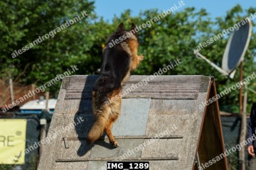 IMG_1289.jpg