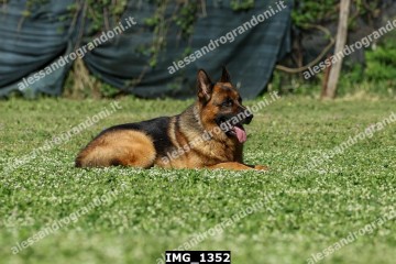IMG_1352.jpg