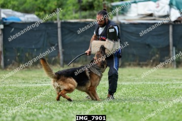IMG_7901.jpg