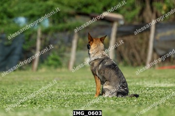 IMG_0603.jpg