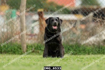 IMG_6533.jpg