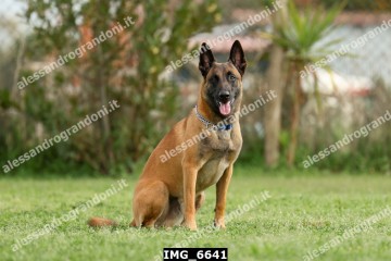 IMG_6641.jpg