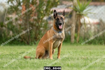 IMG_6646.jpg
