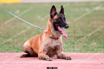 L_IMG_0041.jpg
