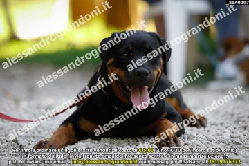 _21A0007.jpg