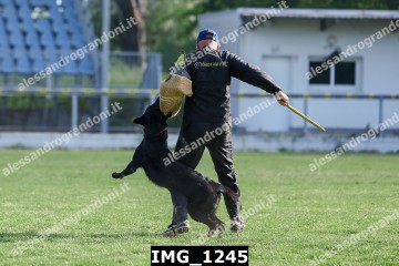 IMG_1245.jpg