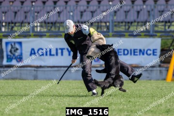 IMG_1516.jpg