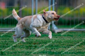 IMG_6522.jpg