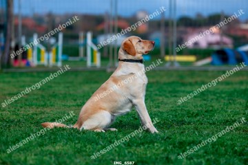 IMG_6587.jpg