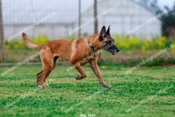 IMG_6954.jpg